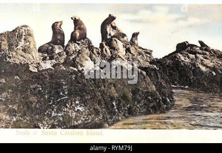 Seal rookeries, Seals of the United States, Santa Catalina Island, California, 1903, Santa Catalina, Seals of Santa Catalina Island Stock Photo