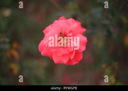 Bee on Rose at Liaocheng, Liaocheng City, Shandong Province, China. Stock Photo