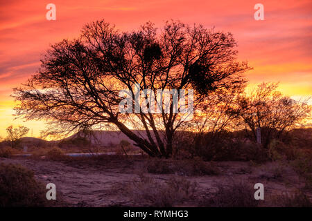 Sunset sky of orange and yellow in the vast  Karoo of South Africa.  Focus on silhouette of large leafless tree with wide reaching branches Stock Photo