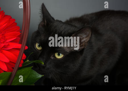 Closeup of an european black cat on black background hiding behind a red flower. Stock Photo