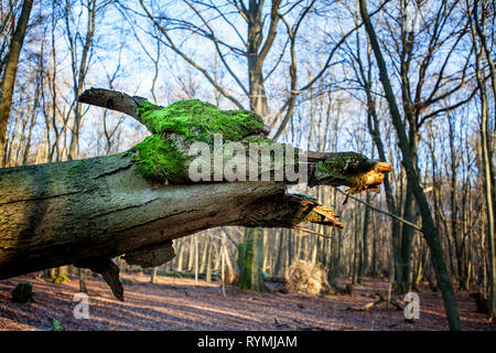 Dragon head in a tree, Primeval forest Urwald Sababurg, Hofgeismar, Weser Uplands, Weserbergland, Hesse, Germany Stock Photo