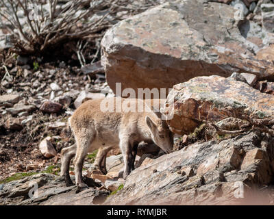 Iberian wild goat (Capra pyrenaica) grazing and climbing in the mountain in Salamanca, Spain Stock Photo