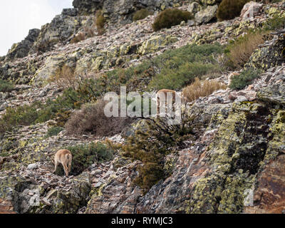 Iberian wild goat (Capra pyrenaica) grazing and climbing in the mountain in Salamanca, Spain Stock Photo