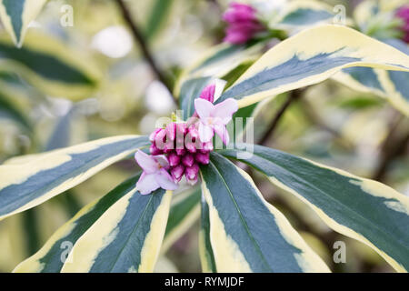 Daphne odora Mae-jima flowers, Stock Photo