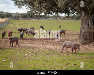 Iberian pork grazing in the spanish dehesa in Salamanca Stock Photo