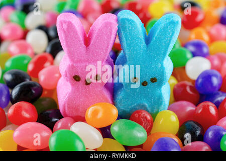 Easter Candy:  Two marshmallow bunnies in a bed of jelly beans.  Close up side view. Stock Photo