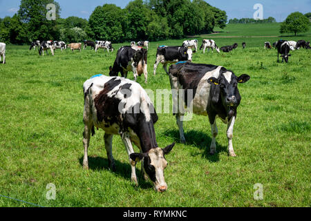 Dairy cattle in a luscious green field in spring time. Stock Photo