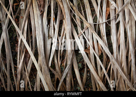 Structures in dry grass, closeup Stock Photo
