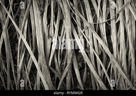 Structures in dry grass, closeup Stock Photo