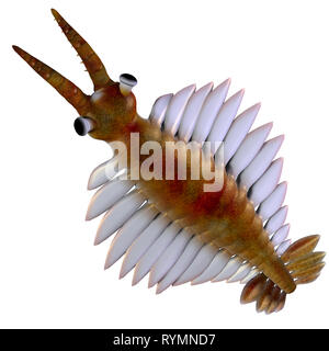 Cambrian Anomalocaris - Anomalocaris was a marine carnivorous fish that lived in the seas of the Cambrian Period. Stock Photo