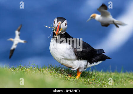 Atlantic puffin (Fratercula arctica) with grass in beak for nest building at burrow on sea cliff top in seabird colony, Scotland, UK Stock Photo