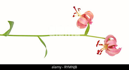 Flowering Martagon lily (Lilium martagon, Turk's cap) isolated on white background Stock Photo