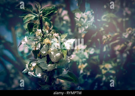 Spring flowers depicted in a fuzzy painted background Stock Photo