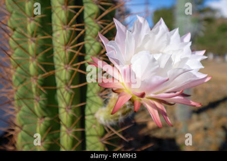 White and pink cactus flower in bloom, with blurry background of large cacti trunk Stock Photo