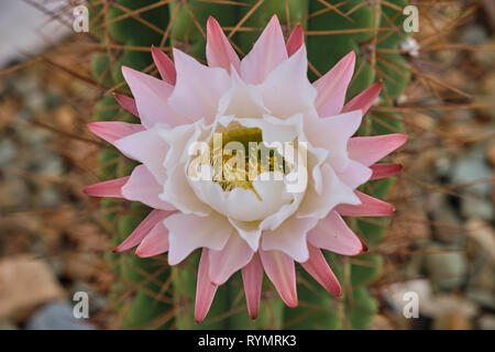 White and pink cactus flower in bloom, with blurry background of large cacti trunk, View  straight on Stock Photo