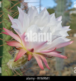 White and pink cactus flower in bloom, with blurry background of large cacti trunk Stock Photo