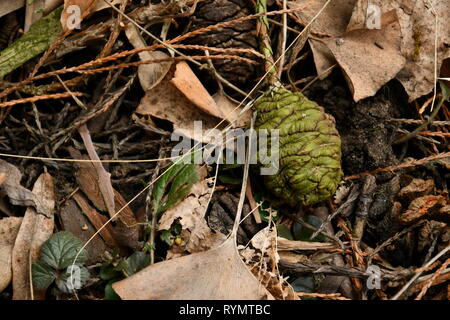 green and brown cones of a giant sequioa surrounded with brown ginko leaves Stock Photo