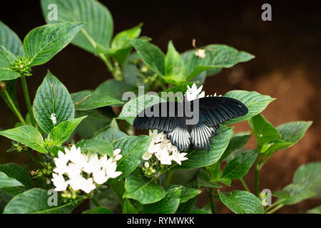 A male agenor Papilio memnon, or great Mormon, a large butterfly native to southern Asia belonging to the swallowtail family, on a white pentas bush. Stock Photo