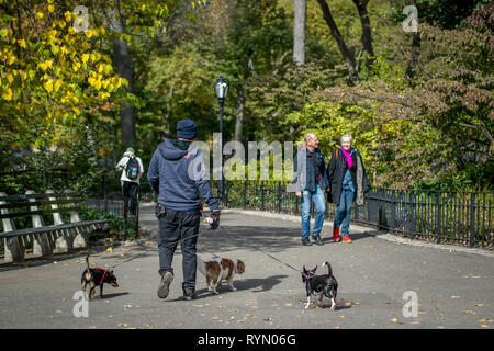 USA, New York City: dog walkers in Central Park Stock Photo