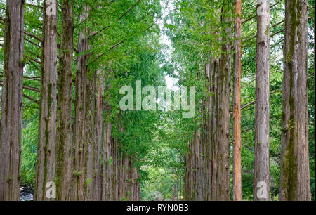 Green trees in the park at Namiseom (Nami Island), South of Korea. Stock Photo