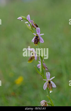 Crescent Ophrys (Ophrys lunulata) Stock Photo