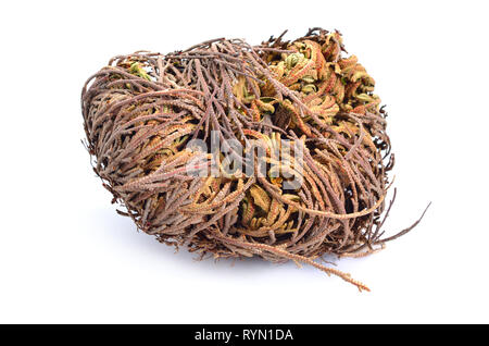 Selaginella lepidophylla or Lycopodium lepidophyllum. Flower of stone, false rose of Jericho, rose of Jericho, resurrection plant, resurrection moss,  Stock Photo