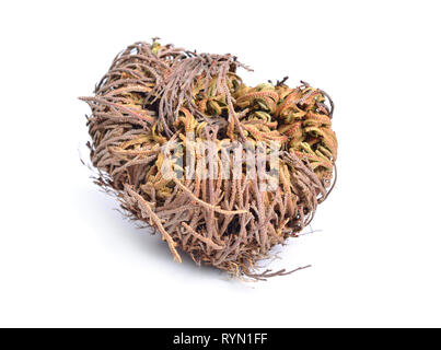 Selaginella lepidophylla or Lycopodium lepidophyllum. Flower of stone, false rose of Jericho, rose of Jericho, resurrection plant, resurrection moss,  Stock Photo