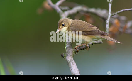 Marsh warbler posing on a dry branch Stock Photo