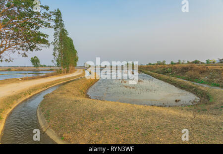 View of Water management in the rice fields from the irrigation canal before planting in Kanchanaburi, Thailand. Stock Photo