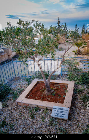 Mount Nebo, Jordan, December 31, 2018 : Olive tree planted by Pope John Paul 2 in the courtyard of Memorial Church of Moses on Mount Nebo near the cit Stock Photo