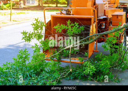 Professional gardeners are putting the branches of a trimmed tree in a wood chipper and pickup truck maintenance in springtime. Stock Photo