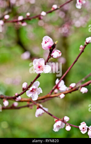 Spring blossoms, pink peach flowers background Stock Photo - Alamy