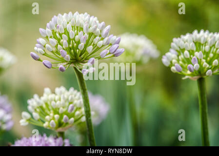 Tuft of broadleafed Allium senescens, pink and white, against blurred background Stock Photo