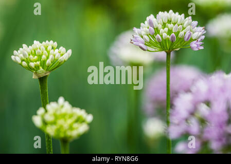 Tuft of broadleafed Allium senescens, pink and white, against blurred background Stock Photo