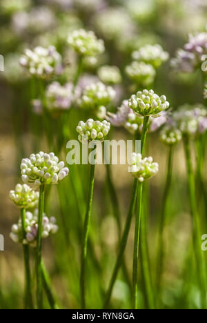 Tuft of Allium senescens montanum, pink and white, against blurred background Stock Photo