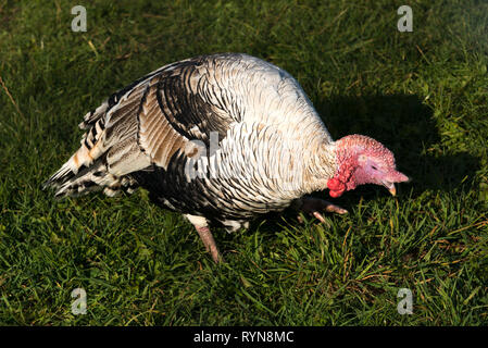 Domestic Turkey (Meleagris gallopavo) Stock Photo