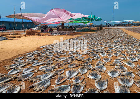 In the heat of of the afternoon women prepare dried fish for market on Negombo beach in the west of Sri Lanka. Working in temperatures in the high thi Stock Photo