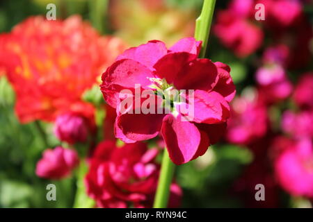 Matthiola Incana, bright pink flowers, growing in the sunny meadow. Stock Photo