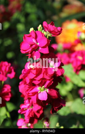 Matthiola Incana, bright pink flowers, growing in the sunny meadow. Stock Photo