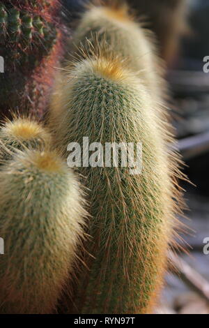 Yellow Tower Cactus, cacti, golden ball cactus, lemon ball cactus, Parodia leninghausii, Notocactus leninghausii Stock Photo