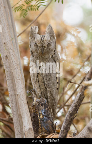 pallid scops owl (Otus brucei) Gujarat, India Stock Photo