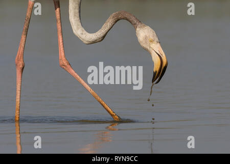 Greater Flamingo (Phoenicopterus roseus) feeding, with leech attached to its leg, at Thol bird sanctuary, Gujarat, India Stock Photo