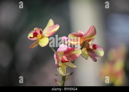 Spathoglottis plicata, Philippine ground orchid,  vulnerable large purple orchid. Stock Photo