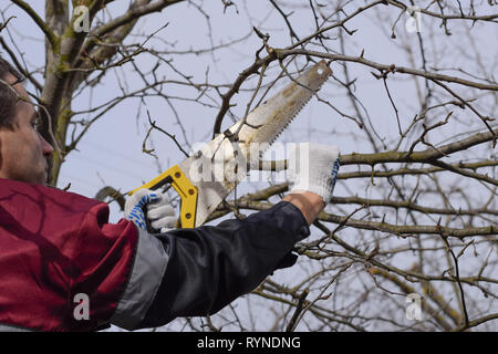 A man cuts down a tree branch with a hand garden saw. Pruning fruit trees in the garden. Stock Photo