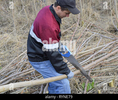 man saws sawing a tree branch. Wood sawing with a hand saw. Stock Photo