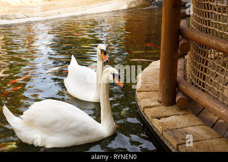Two white swans swimming on the pond. Stock Photo