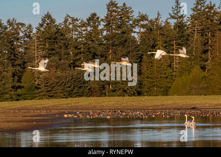 Trumpeter Swans in flight with American Wigeons on a lake Stock Photo