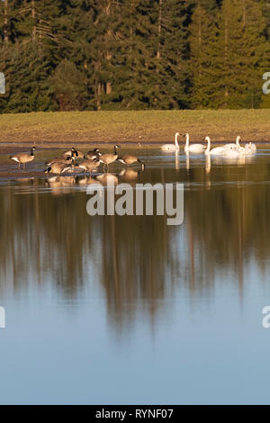 Canada Geese and Trumpeter Swans on lake