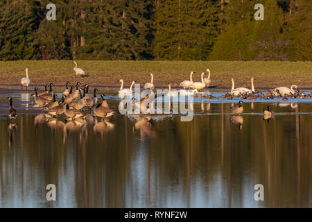 Canada Geese and Trumpeter Swans on lake