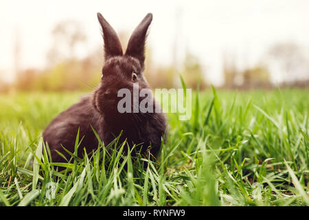 Little black baby rabbit sitting in grass. Farming and domestic animals. Spring season Stock Photo
